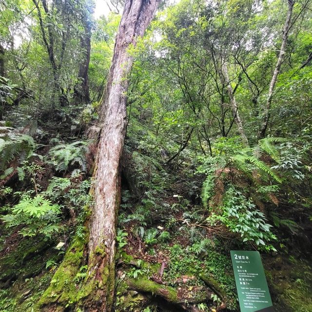 桃園景點｜拉拉山神木群步道