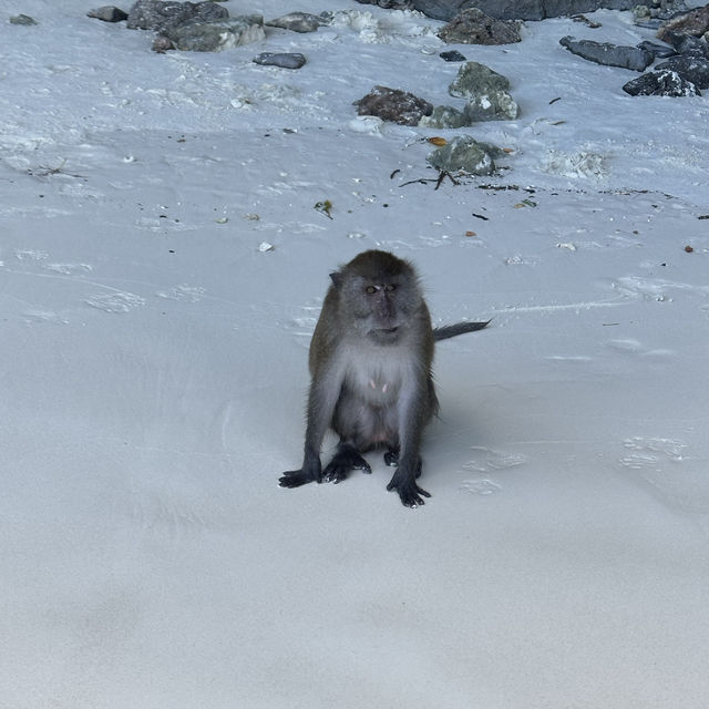 Monkey 🙈 Bay