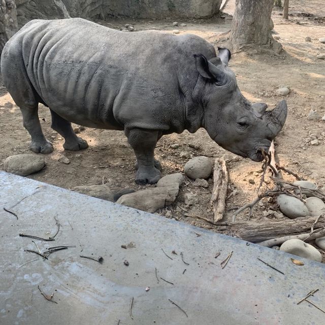 動物狂歡！高雄壽山動物園🐼🌳🦁