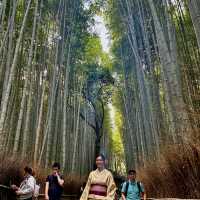 Walk around the bamboo grove with kimono 👘 
