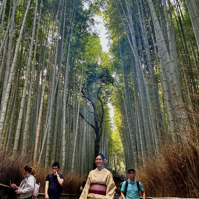 Walk around the bamboo grove with kimono 👘 