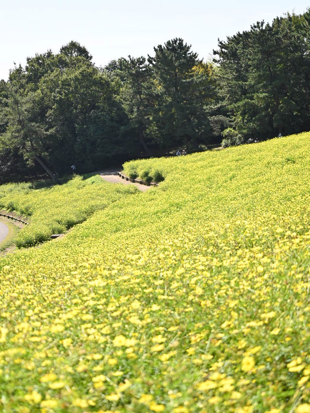 【東京都/立川市】急いで行って！丘に広がる黄色い絨毯