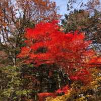 Amazing nature and beauty at Mt Fuji