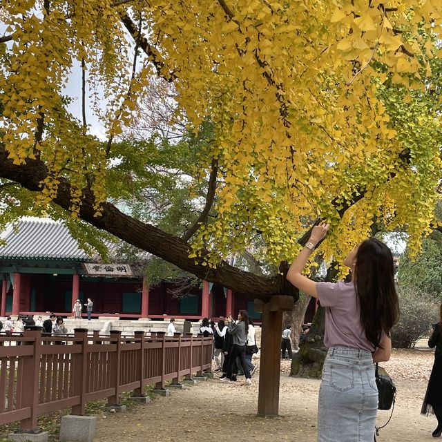 Ginko Tree at Sungkyunkwan Seoul