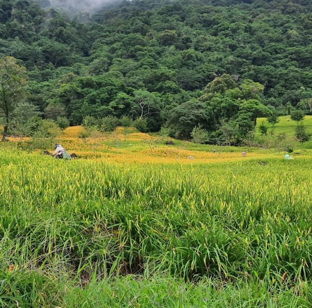 一生必來一次的限定花景