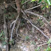 Venture into the Heart of Tanjung Piai