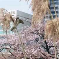 賞櫻名所 上野恩賜公園part2