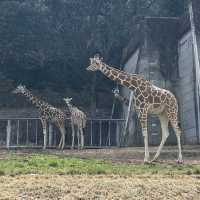 名古屋必去 - 東山動植物園！還有遊樂場！