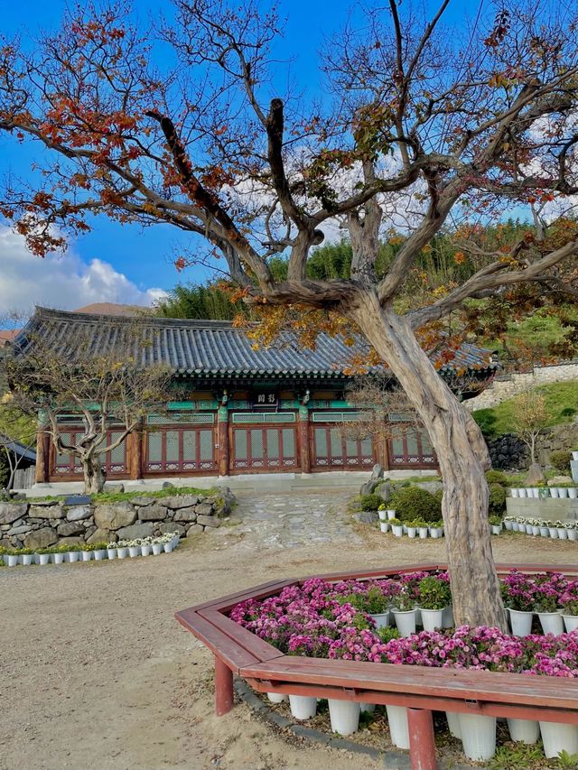 가을 은행나무 즐길 수 있는 밀양 표충사