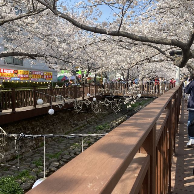 [진해 군항제] 와 올해도 역시 군항제 최고네요🌸 벚꽃은 “군항제”로
