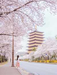 🌸내년에 꼭 가야할 [경주, 벚꽃 모음집]🌺