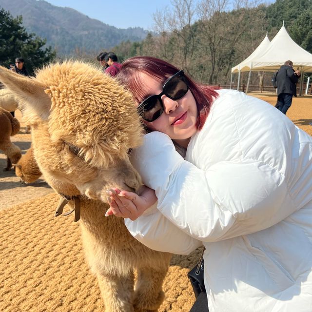 Alpaca World 🦙 Seoul, Korea 