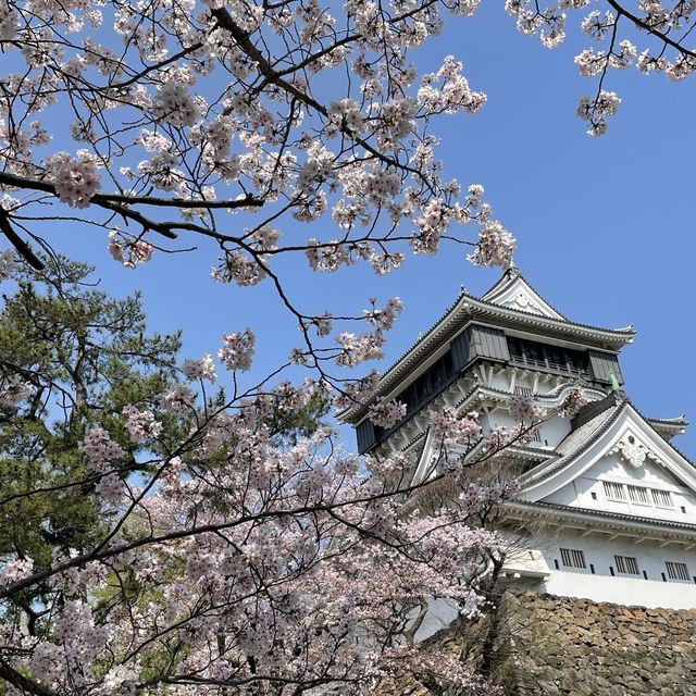 小倉城的櫻花、旦過市場