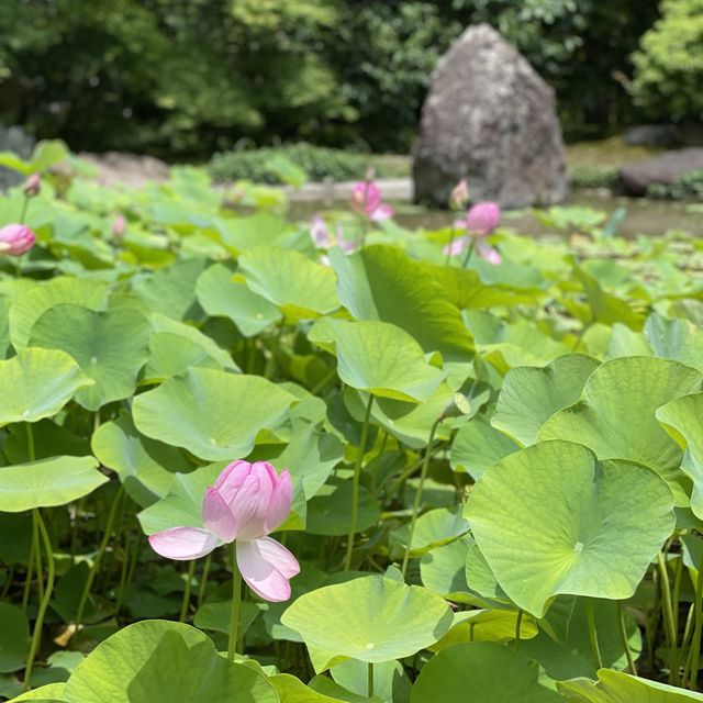 【京都】緑あふれる苔寺「西芳寺」