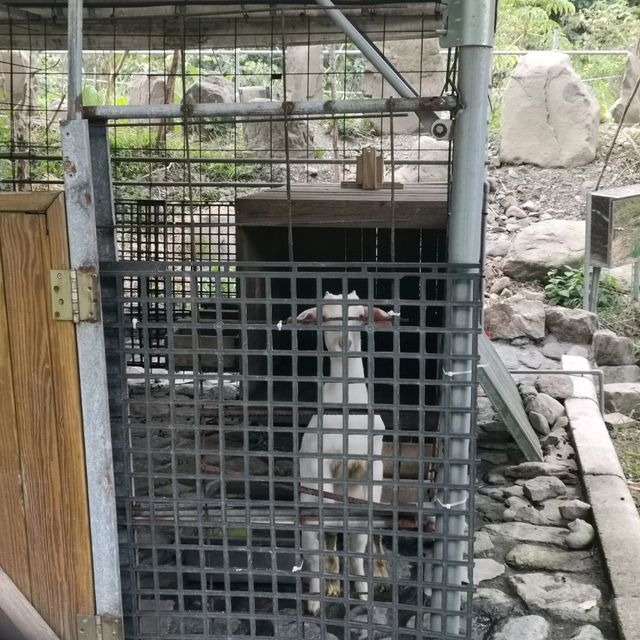 宜蘭特色住宿推薦～宜蘭員山「鳳梨屋水上莊園」…住宿/露營好選擇…IG網美打卡推薦…親子戲水活動