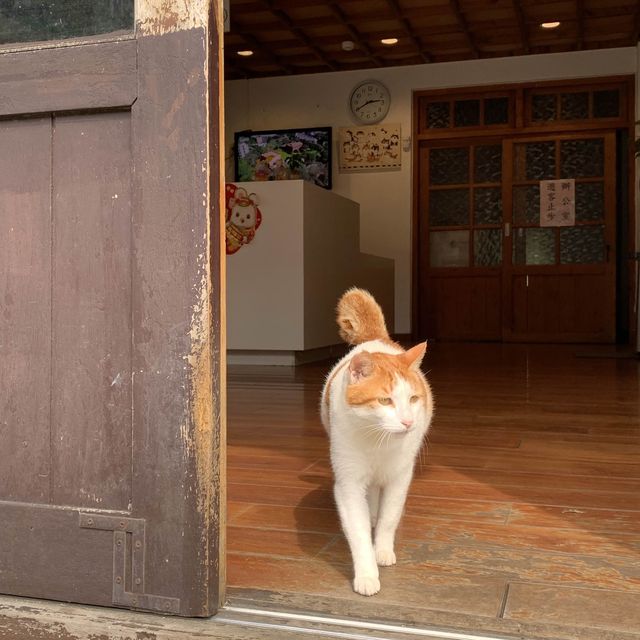新北景點｜猴硐坑小火車採礦體驗