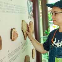 超人氣木系遊樂園「木育森林」香港站