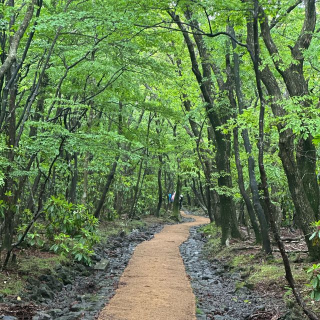 다양한 식생식물과 동물을 만날 수 있는 ⛰️ 한라산 성판악 코스