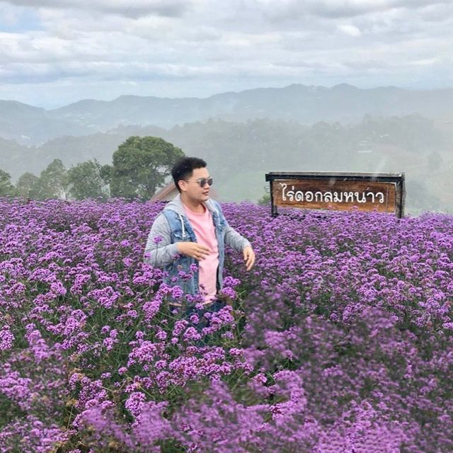 ไร่ดอกลมหนาว