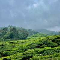 Cameron Highlands
