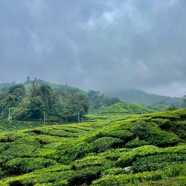 Cameron Highlands