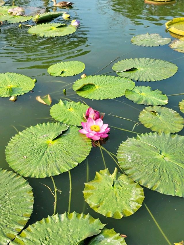 빅토리아연꽃이 한창인 부여 궁남지🪷