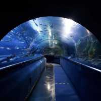 Dive in at Aquaria KLCC