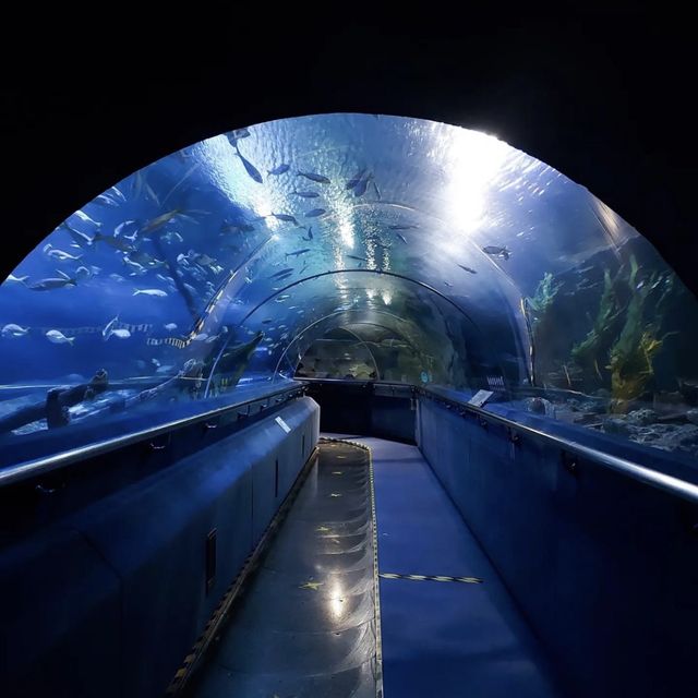 Dive in at Aquaria KLCC