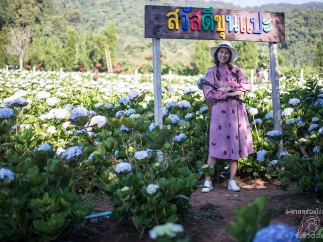 ทุ่งดอกไฮเดรนเยีย...โครงการหลวงขุนแปะ