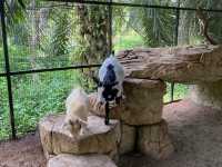 Mini Petting Zoo in Kuala Selangor 