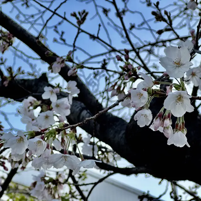 【東京】夕暮れ時の隅田公園の桜