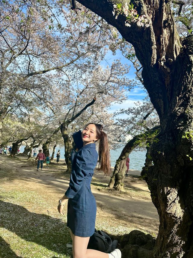미국에도 벚꽃 있다! 워싱턴 타이들 베이슨🌸