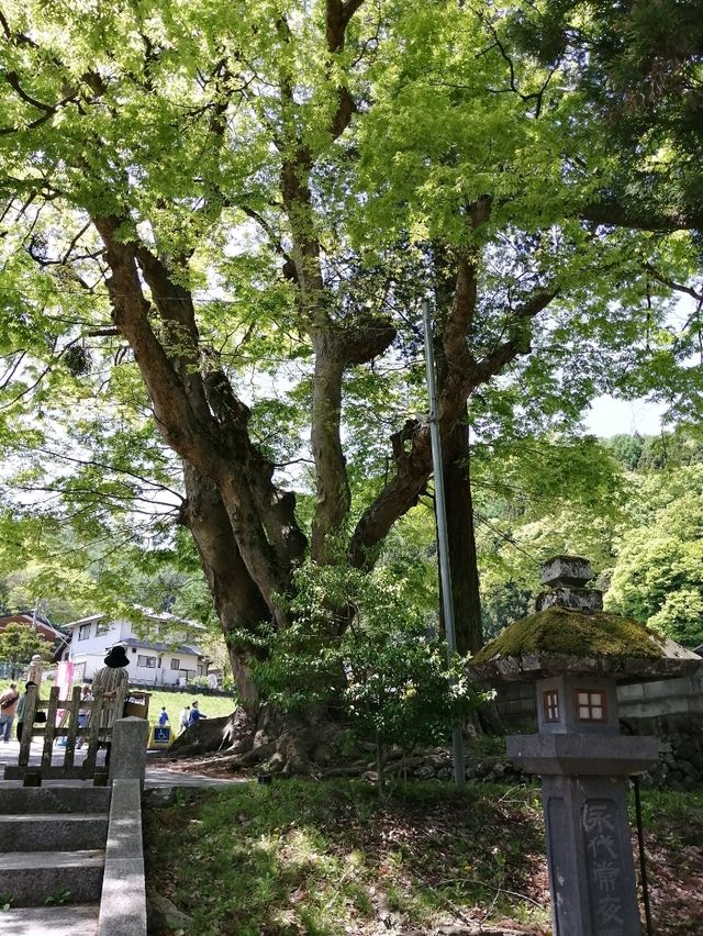 【諏訪大社】御柱祭の御神木は裏側を含めて圧巻