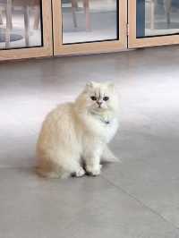 【貓貓控必去.無入場費貓Cafe🐈】