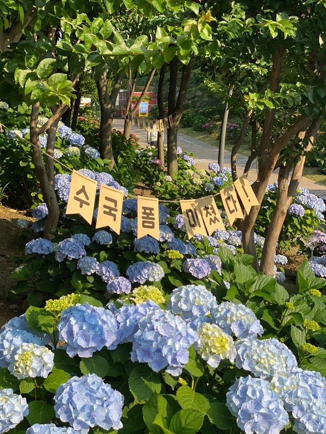 돌아온 수국의 계절💐