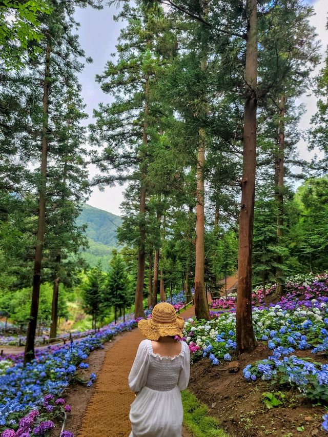 올해도 역대급 수국천국 예정인 보성 숲정원 윤제림🩷