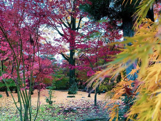 เที่ยวใบไม้เปลี่ยนสี เกียวโต วัดเอกันโดเซ็นริน 🍁⛩️