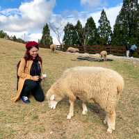 Picture-perfect Qingjing Farm, Taiwan
