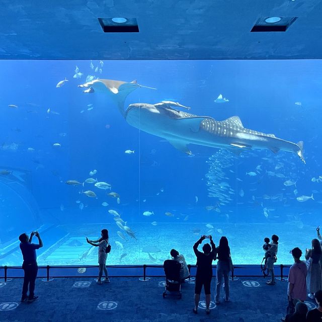 亞洲最大型水族館-沖繩美麗海水族館