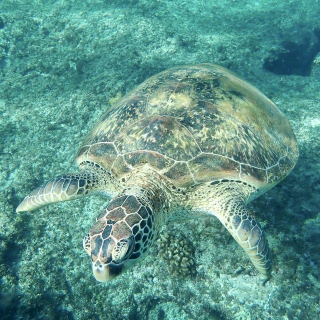 與海龜共舞🐢｜小琉球花瓶岩