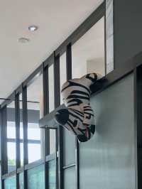 《台中》隱身於大毅老爺行旅內的義式餐廳 斑馬主題造景超可愛-ZEBRA義式餐廳