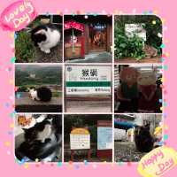 🐱 猴硐貓村😎貓咪天堂 🏞️😺 