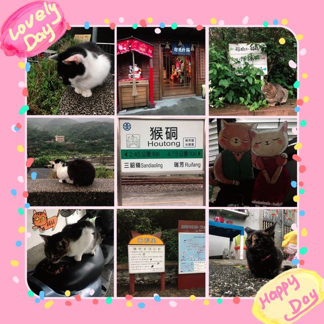 🐱 猴硐貓村😎貓咪天堂 🏞️😺 