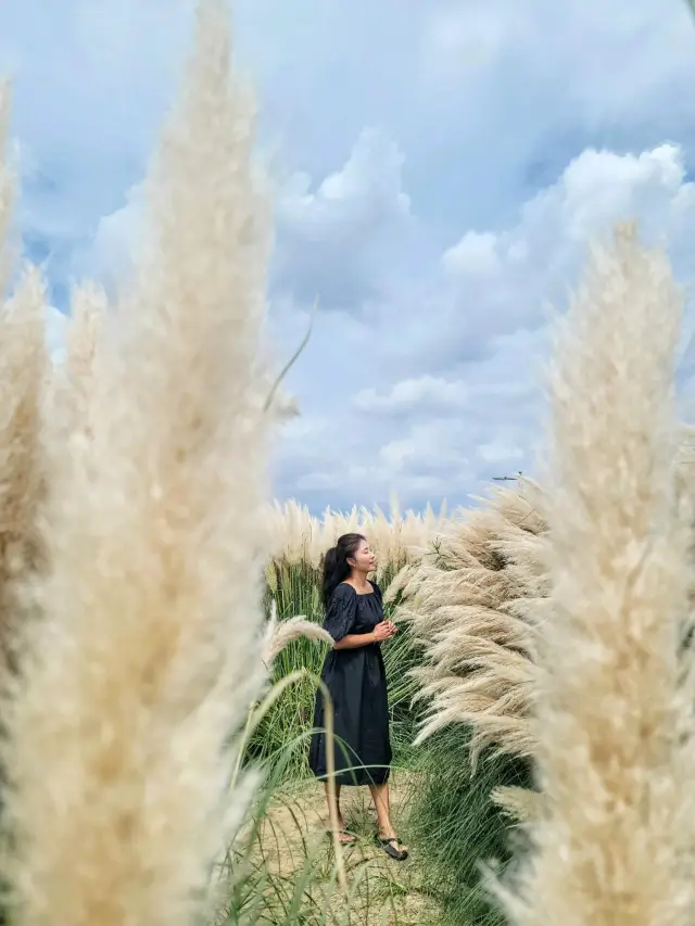 부산에서도 예쁜 팜파스를 볼수 있어요🌾