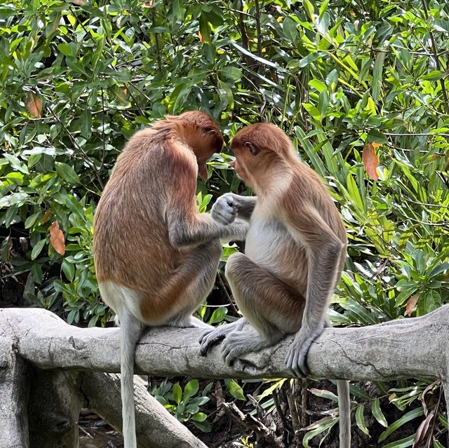 Upclose with the Proboscis Monkeys