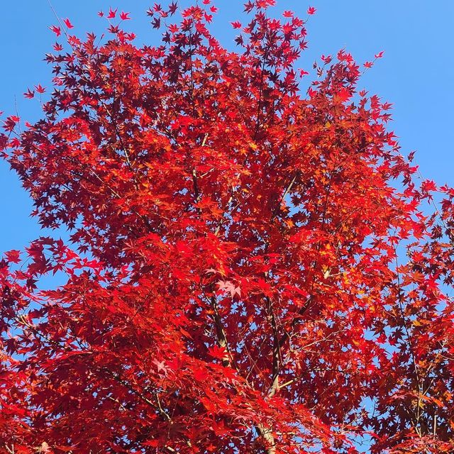 Autumn view of Naejangsan National Park 