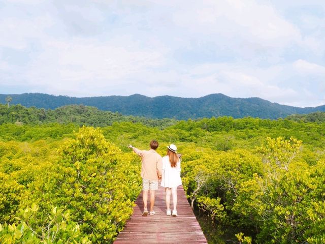 🌿 พาเดินชมเส้นทางธรรมชาติป่าโกงกาง