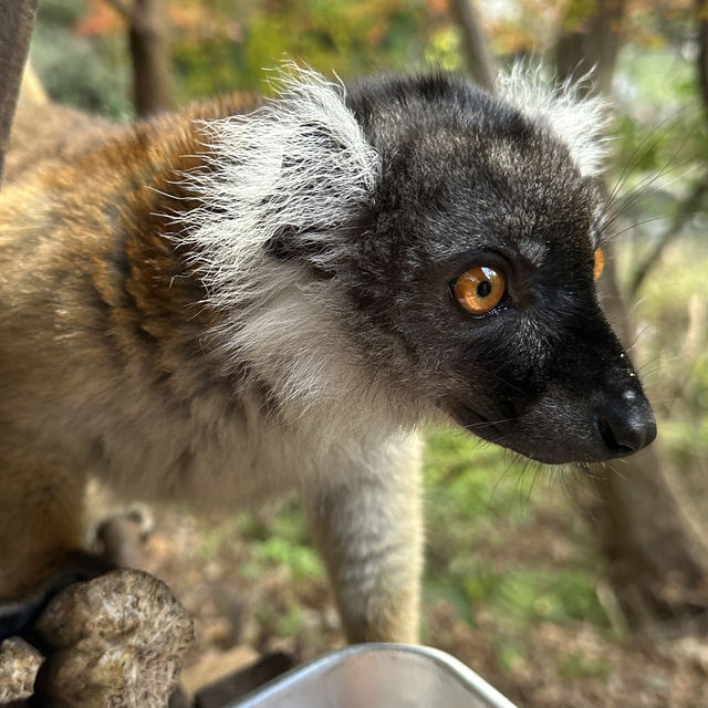 動物さんと触れ合いまくり★長崎バイオパーク