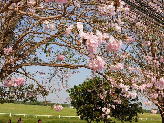 ชมพูพันธุ์ทิพย์ ม.เกษตรศาสตร์ กำแพงแสน