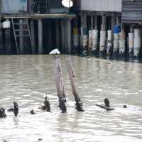 Rich Heritage of Penang at Chew Jetty
